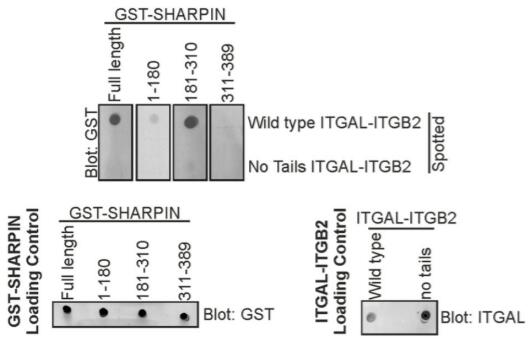 The UBL domain (181-310) of SHARPIN mediates binding to cytoplasmic tails of integrin, as analyzed by Far-Western of GST-SHARPIN (fulllength or fragments) binding to full-length ITGALITGB2 or ITGAL-ITGB2 lacking both cytoplasmic tails. Loading controls for GST-SHARPIN (full-length or fragments) and both ITGAL-ITGB2s are shown.